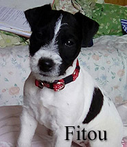 Fitou the Dog